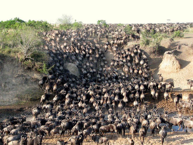 3 Days Masai Mara Wildebeest Migration 2024 Safari Private Safari Prices