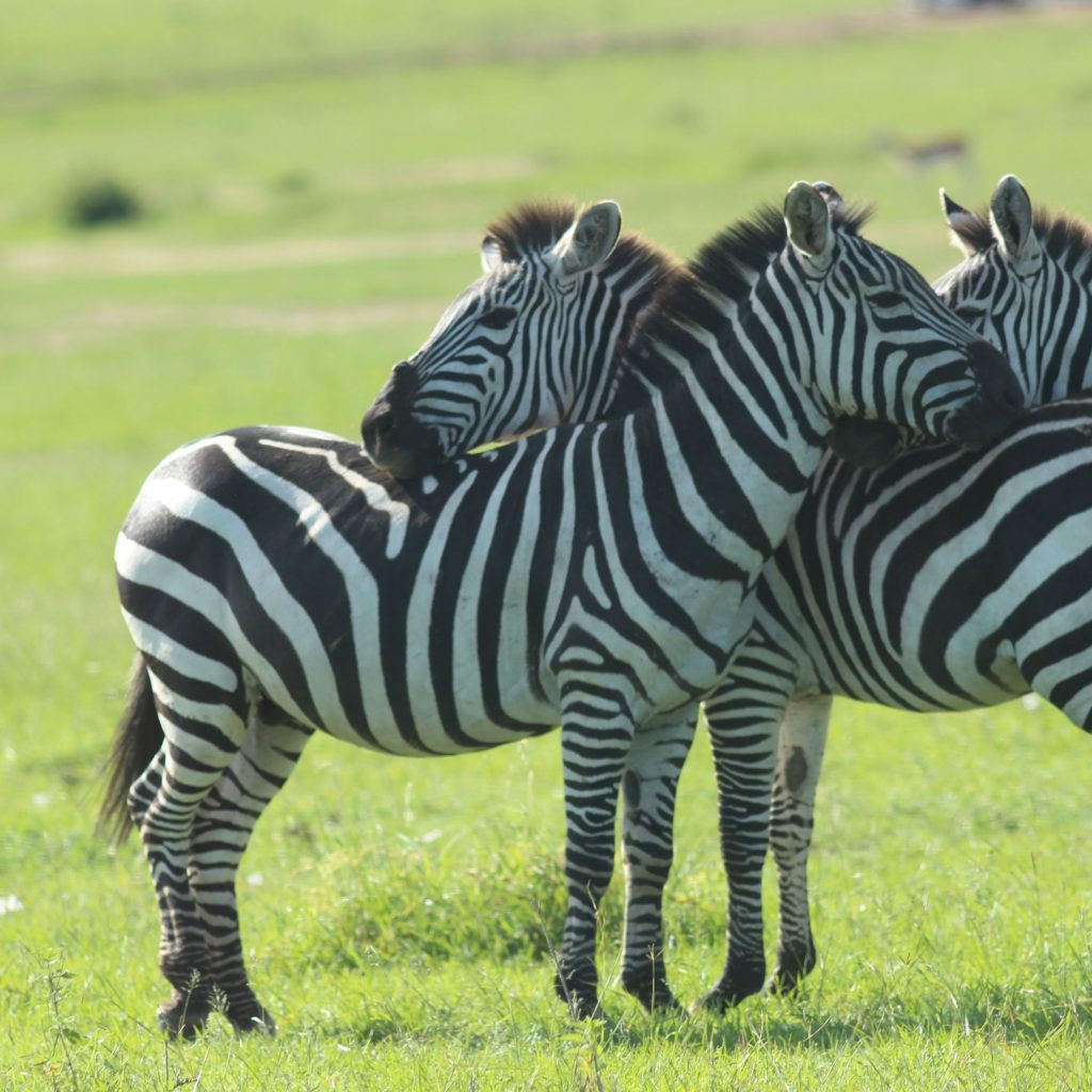 11 Days / 10 Nights Samburu-Lake Nakuru - Masai Mara – Naivasha ...