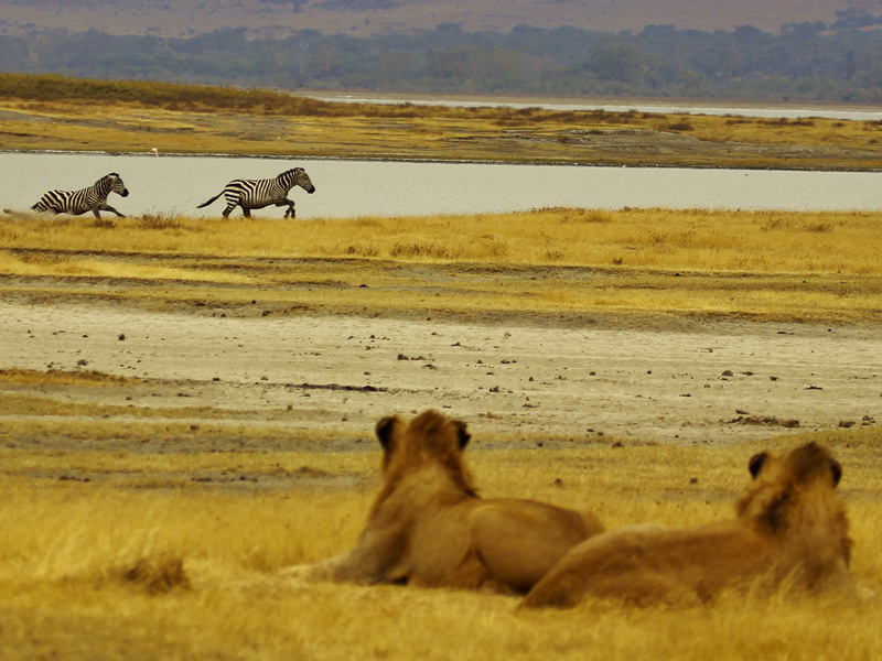 4 Days Lake Manyara Serengeti And Ngorongoro Crater Group Adventure Bigmac Africa Safaris 2958