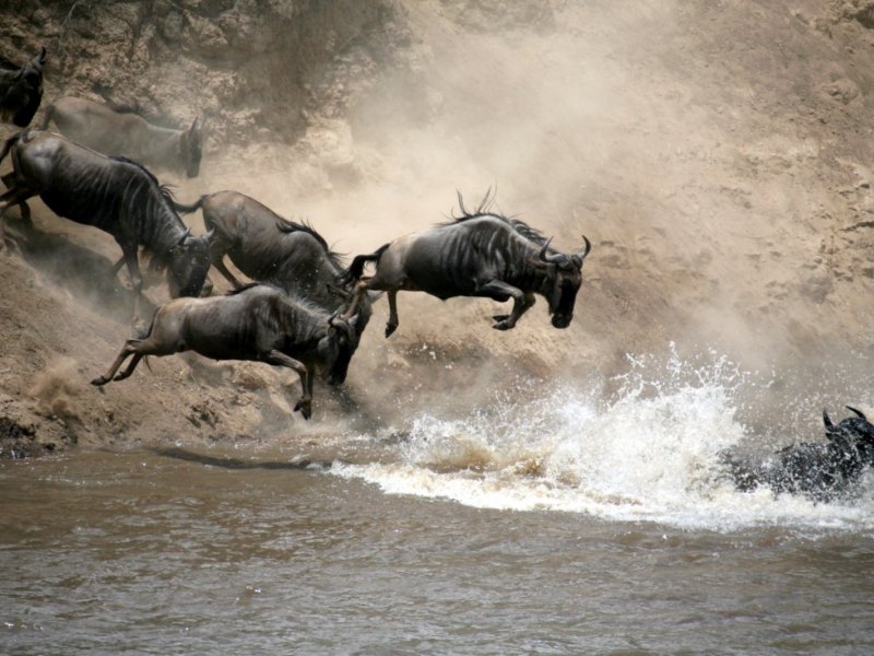 4 Days Masai Mara And Lake Nakuru Wildebeest Migration 20212022 Best