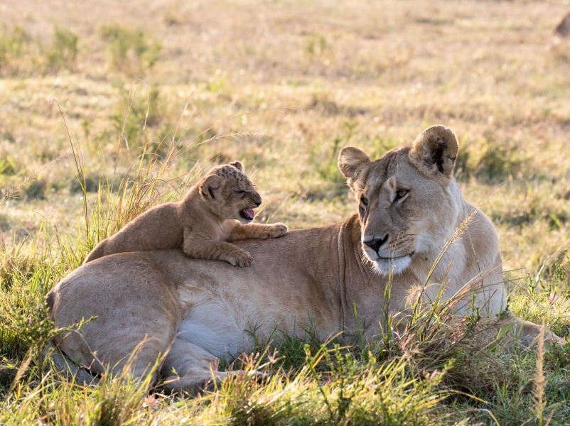 3 Days, 2 Nights Group Joining Masai Mara Safari | Daily Departure Tours