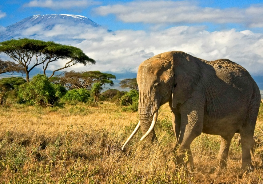 6 Days Masai Mara, Lake Nakuru & Amboseli | Group Joining Safari